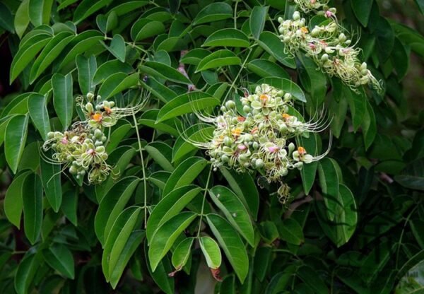 Afzelia Xylocarpa, Landscape Design Mian Qie 30 PCS, Tree Seeds Mianqie