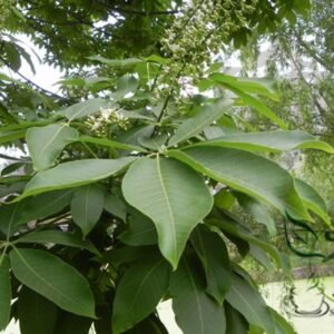 Aesculus Chinensis, Chinese Horse Chestnut Seed 50 PCS, Tree Seeds Qiyeshu