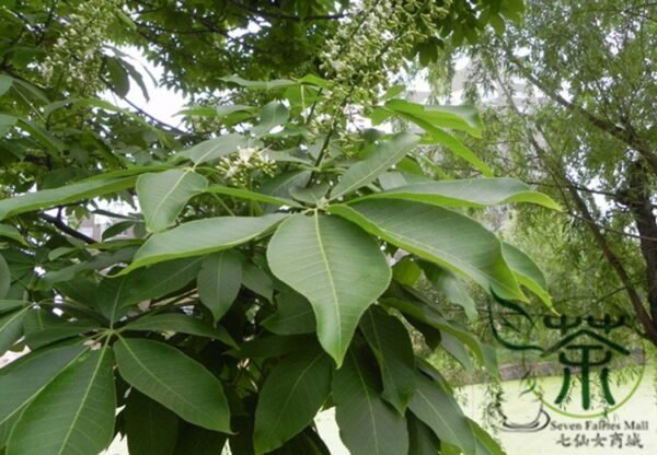 Aesculus Chinensis, Chinese Horse Chestnut Seed 50 PCS, Tree Seeds Qiyeshu