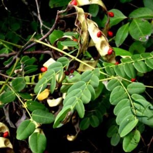 Adenanthera Pavonina, Red Lucky Seed 200 PCS, Bead Tree Seeds Haihongdou