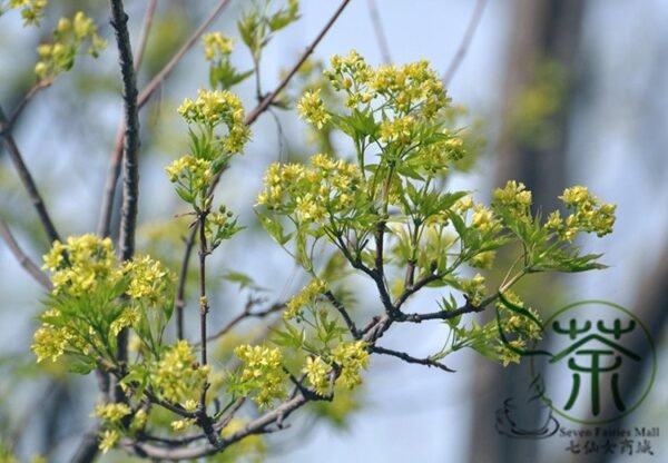 Acer Truncatum, Shantung Maple Seed 300 PCS, Tree Seeds Yuanbaofeng