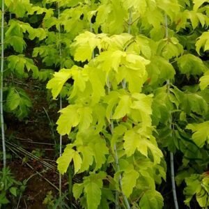 Acer Saccharum, Sugar Maple Seed 300 PCS, Rock Maple Meizhou Tangqi