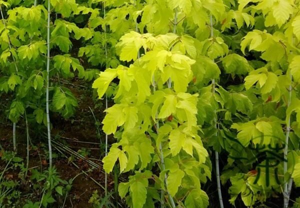 Acer Saccharum, Sugar Maple Seed 300 PCS, Rock Maple Meizhou Tangqi