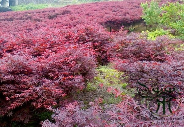 Acer Palmatum, Japanese Maple Seed 500 PCS, Palmate Maple Hongfeng