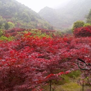 Acer Palmatum, Japanese Maple Seed 500 PCS, Palmate Maple Hongfeng