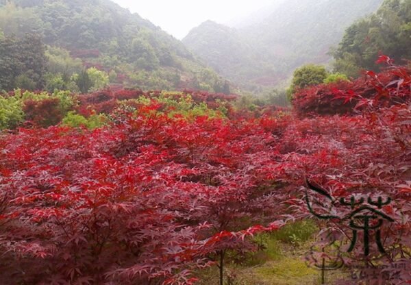 Acer Palmatum, Japanese Maple Seed 500 PCS, Palmate Maple Hongfeng