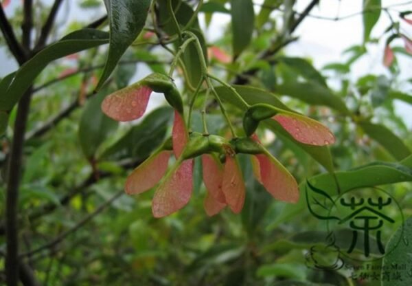 Acer Oblongum, Himalayan Maple Seed 500 PCS, Kashmir Maple Feieqi