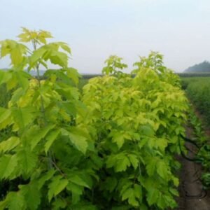 Acer Negundo, Boxelder Maple Seed 300 PCS, Maple Ash Fuyeqi