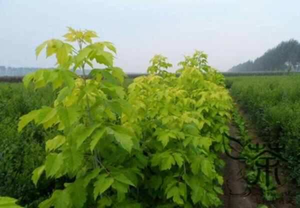 Acer Negundo, Boxelder Maple Seed 300 PCS, Maple Ash Fuyeqi