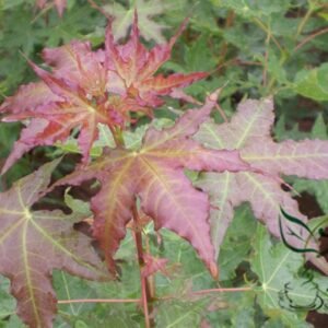 Acer Mono, Acer Pictum Seed 300 PCS, Painted Maple Wujiaofeng