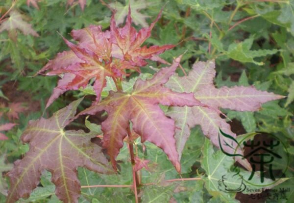 Acer Mono, Acer Pictum Seed 300 PCS, Painted Maple Wujiaofeng