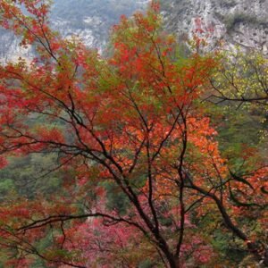 Acer Griseum, Paperbark Maple Seed 200 PCS, Tree Seeds Xuepiqi