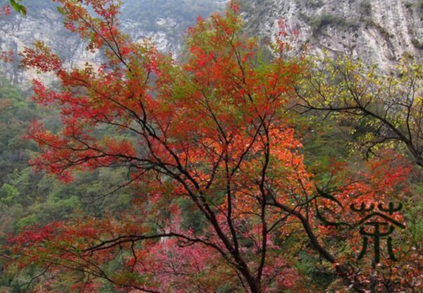 Acer Griseum, Paperbark Maple Seed 200 PCS, Tree Seeds Xuepiqi