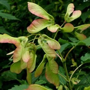 Acer Ginnala, Amur Maple Seed 500 PCS, Tree Seeds Chatiaoqi