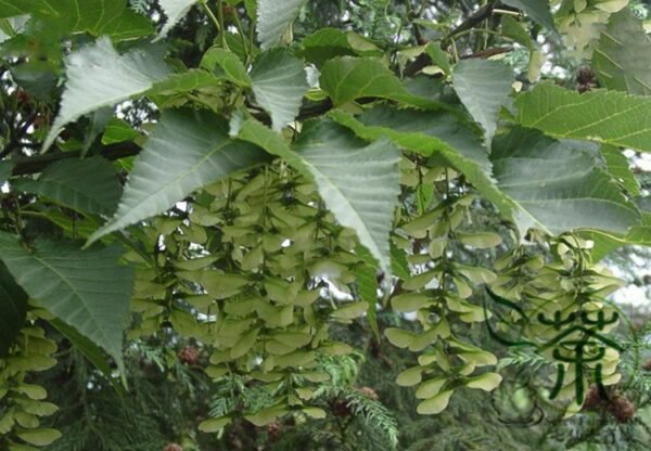 Acer Davidii, Pere David's Maple Seed 500 PCS, Tree Seeds Qingzhaqi