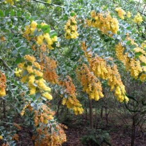 Acacia Podalyriifolia, Mount Morgan Wattle Seed 1000 PCS, Tree Seeds Yinye Jinhehuan