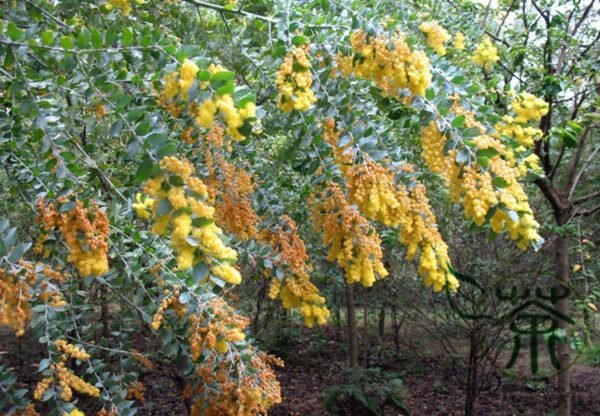 Acacia Podalyriifolia, Mount Morgan Wattle Seed 1000 PCS, Tree Seeds Yinye Jinhehuan