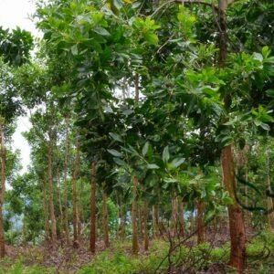 Acacia Mangium, Forest Mangrove Seed 1000 PCS, Tree Seeds Mazhan Xiangsi