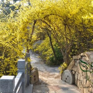 Forsythia Suspensa, Weeping Forsythia Seed 500 PCS, Golden Bell Lianqiao