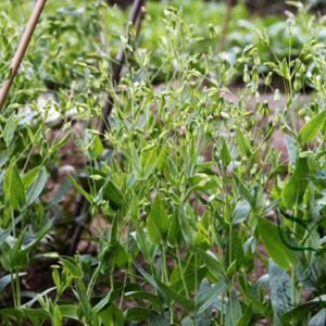 Vaccaria Segetalis, Prairie Carnation Seed 2000 PCS, Cow Cockle Wangbu Liuxing