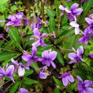 Viola Philippica, Viola Yedoensis Seed 2000 PCS, Zihua Diding