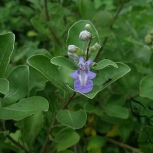 Vitex Trifolia, Simpleleaf Chastetree Seed 2000 PCS, Manjingzi