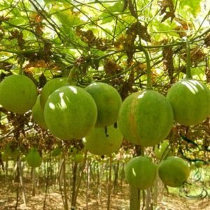 Trichosanthes Kirilowii, Chinese Cucumber Seed 300 PCS, Gualou