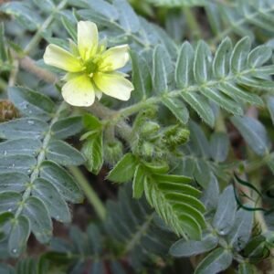 Tribulus Terrestris, Burra Gokharu Seed 500 PCS, Goathead Bullhead Cijili