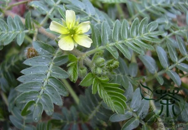 Tribulus Terrestris, Burra Gokharu Seed 500 PCS, Goathead Bullhead Cijili