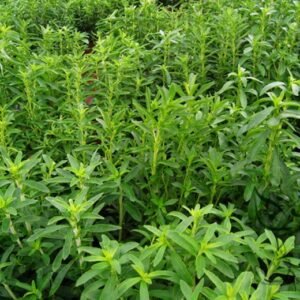 Stevia Rebaudiana, Candyleaf Sugarleaf Seed 300 PCS, Sweet Leaf Tianyeju