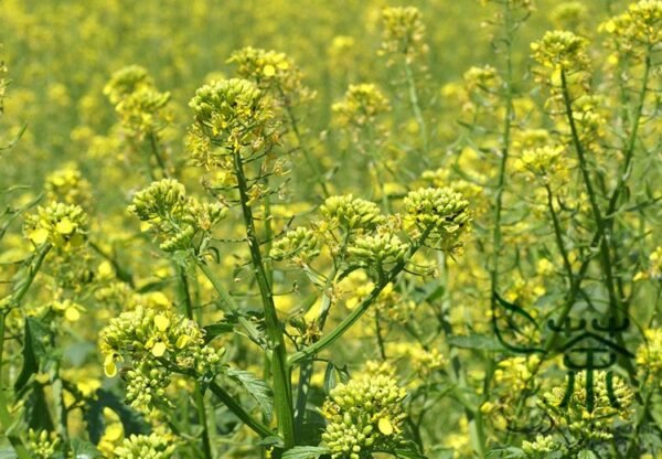 Sinapis Alba, White Mustard Seed 5000 PCS, Baijie - Image 4