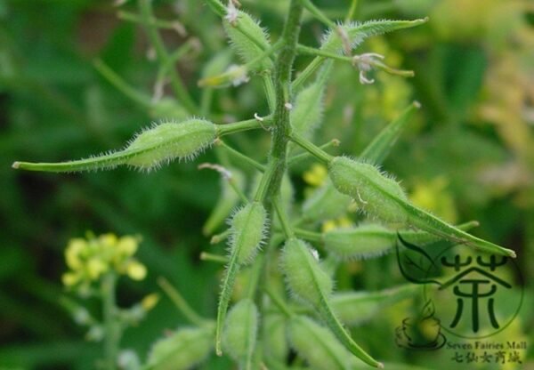 Sinapis Alba, White Mustard Seed 5000 PCS, Baijie - Image 9