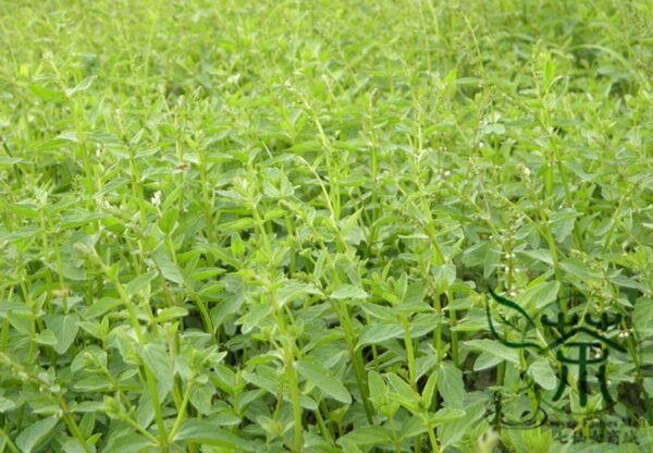 Scutellaria Barbata, Barbed Skullcap Seed 5000 PCS, Banzhilian - Image 2