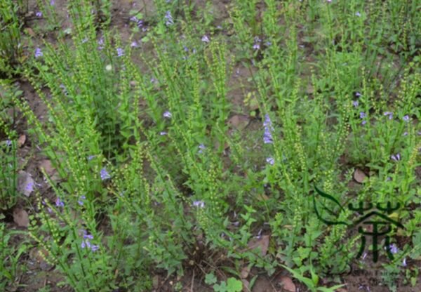 Scutellaria Barbata, Barbed Skullcap Seed 5000 PCS, Banzhilian - Image 4