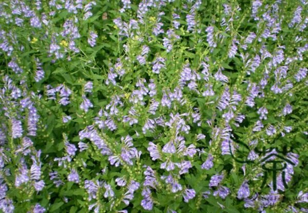 Scutellaria Barbata, Barbed Skullcap Seed 5000 PCS, Banzhilian - Image 5