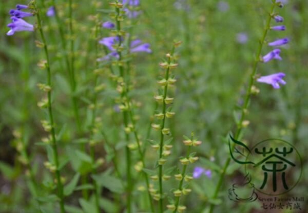 Scutellaria Barbata, Barbed Skullcap Seed 5000 PCS, Banzhilian - Image 6