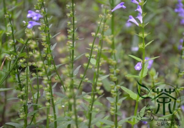 Scutellaria Barbata, Barbed Skullcap Seed 5000 PCS, Banzhilian - Image 7