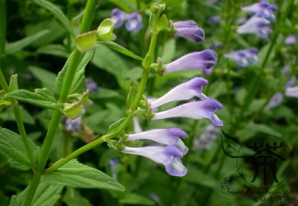 Scutellaria Barbata, Barbed Skullcap Seed 5000 PCS, Banzhilian - Image 8