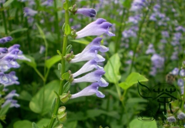 Scutellaria Barbata, Barbed Skullcap Seed 5000 PCS, Banzhilian - Image 9