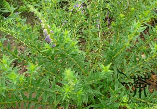 Scutellaria Baicalensis, Baikal Skullcap Seed 5000 PCS, Huangqin - Image 3