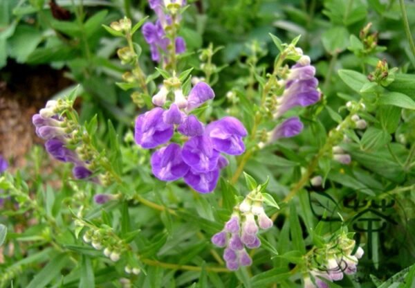 Scutellaria Baicalensis, Baikal Skullcap Seed 5000 PCS, Huangqin - Image 4