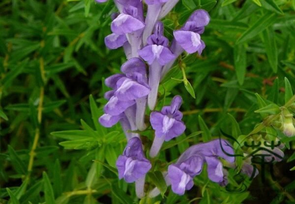 Scutellaria Baicalensis, Baikal Skullcap Seed 5000 PCS, Huangqin - Image 5