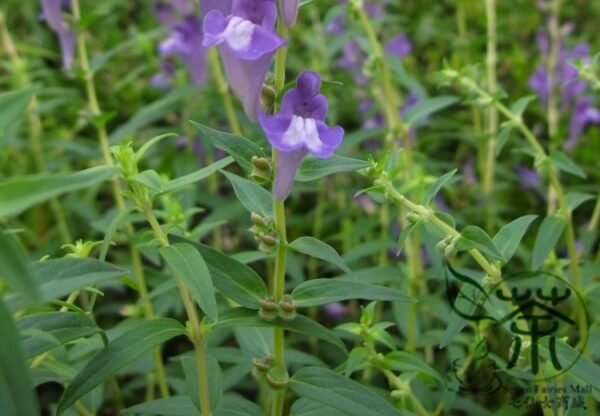 Scutellaria Baicalensis, Baikal Skullcap Seed 5000 PCS, Huangqin - Image 6