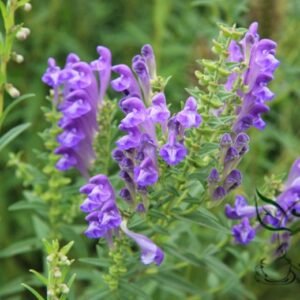 Scutellaria Baicalensis, Baikal Skullcap Seed 5000 PCS, Huangqin