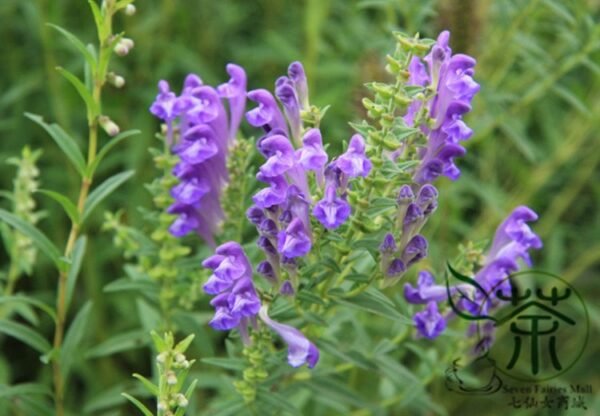 Scutellaria Baicalensis, Baikal Skullcap Seed 5000 PCS, Huangqin