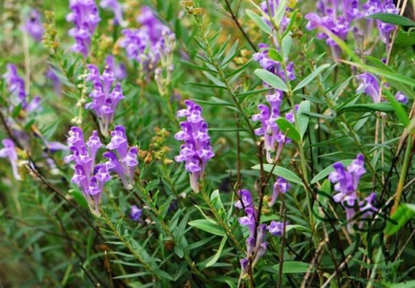 Scutellaria Baicalensis, Baikal Skullcap Seed 5000 PCS, Huangqin - Image 7