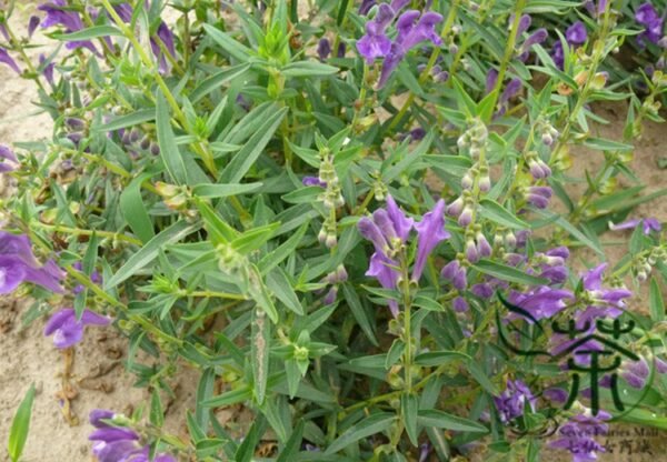 Scutellaria Baicalensis, Baikal Skullcap Seed 5000 PCS, Huangqin - Image 9