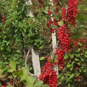 Schisandra Chinensis, Magnolia-vine Seed 500 PCS, Wuweizi