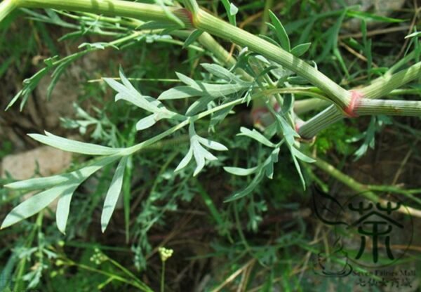 Saposhnikovia Divaricata, Siler Bangpung Seed 1000 PCS, Fangfeng - Image 5