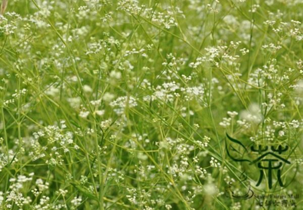 Saposhnikovia Divaricata, Siler Bangpung Seed 1000 PCS, Fangfeng - Image 6